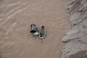 Honkers Prints: Canada geese in the Petitcodiac River in Moncton, New Brunswick, Canada