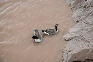 Muddy Prints: Canada geese in the Petitcodiac River in Moncton, New Brunswick, Canada