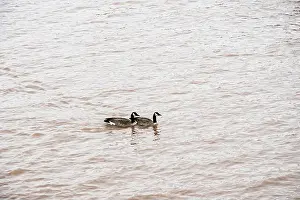 Muddy Prints: Canada geese in the Petitcodiac River in Moncton, New Brunswick, Canada