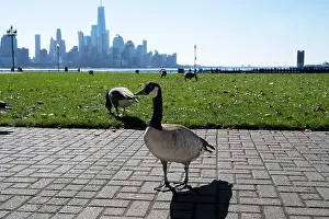 Jersey City Prints: Canada geese in Pier A Park, Hoboken, New Jersey, Manhattan skyline in background