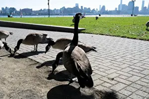 Jersey City Prints: Canada geese in Pier A Park, Hoboken, New Jersey, Manhattan skyline in background