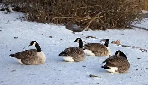Helsinki Prints: Canada geese resting in winter