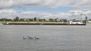 Water Body Prints: Canada geese on the Rhine, behind them a cargo ship, Duesseldorf, Germany, Europe