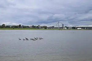 Water Body Prints: Canada geese on the Rhine, behind them a Ferris wheel, Duesseldorf, Germany, Europe