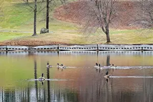 New Hampshire Prints: Canada Geese at Sky Meadow Pond - Gigapixel