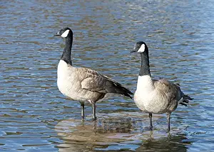 Anseriformes Prints: Two Canada Geese standing in calm water