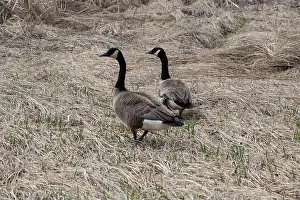 Riverfront Prints: Canada geese standing in the grass at Riverfront Park in Dieppe, New Brunswick, Canada
