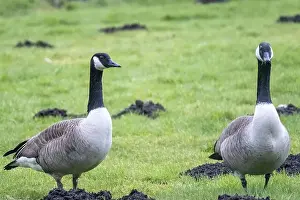 Landscape Photograph Prints: Two canada geese are standing on a grassy field with molehills