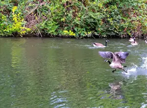 Travel Image Prints: Canada geese on and taking off from river Thames at Windsor