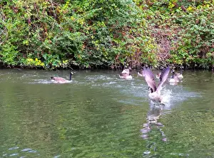 Travel Image Prints: Canada geese on and taking off from river Thames at Windsor
