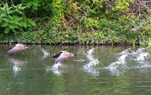 Travel Image Prints: Canada geese on and taking off from river Thames at Windsor