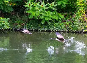 Travel Image Prints: Canada geese on and taking off from river Thames at Windsor