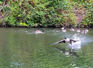 Travel Image Prints: Canada geese on and taking off from river Thames at Windsor