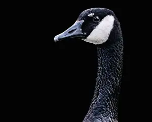 Migratory Birds Prints: Canada Goose