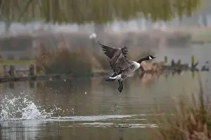 Geese Prints: Canada Goose attempting a clumsy takeoff