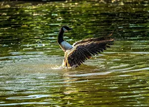 Water Reflection Prints: Canada Goose Beating Its Wings Over Reflective Water