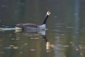 Placid Prints: Canada goose (Branta canadensis)