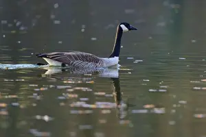 Water Body Prints: Canada goose (Branta canadensis)