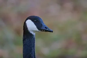 Detailed Image Prints: Canada goose (Branta canadensis)