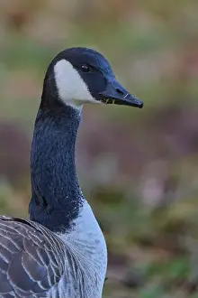 Detailed Image Prints: Canada goose (Branta canadensis)