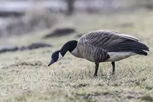 Canadian Gooses Prints: Canada goose (Branta canadensis), Emsland, Lower Saxony, Germany, Europe