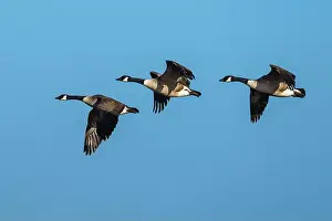Waterland Prints: Canada Goose, Branta canadensis, birds in flight over winter marshes