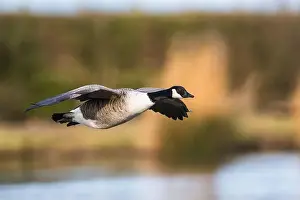 Waterland Prints: Canada Goose, Branta canadensis, bird in flight over winter marshes