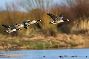 Waterland Prints: Canada Goose, Branta canadensis, birds in flight over winter marshes