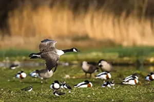 Waterland Prints: Canada Goose, Branta canadensis, bird in flight over winter marshes