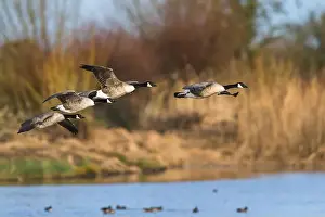 Waterland Prints: Canada Goose, Branta canadensis, birds in flight over winter marshes