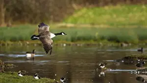 Waterland Prints: Canada Goose, Branta canadensis, bird in flight over winter marshes