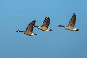Waterland Prints: Canada Goose, Branta canadensis, birds in flight over winter marshes