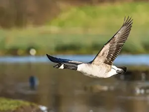 Waterland Prints: Canada Goose, Branta canadensis, bird in flight over winter marshes