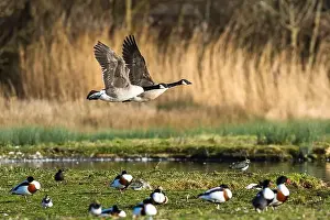 Waterland Prints: Canada Goose, Branta canadensis, birds in flight over winter marshes