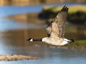 Waterland Prints: Canada Goose, Branta canadensis, bird in flight over winter marshes