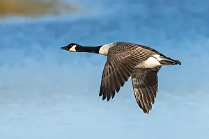 Waterland Prints: Canada Goose, Branta canadensis, bird in flight over winter marshes