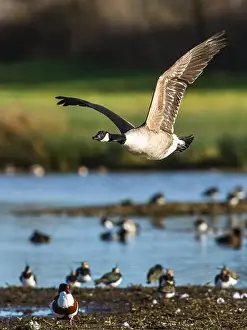 Waterland Prints: Canada Goose, Branta canadensis, bird in flight over winter marshes