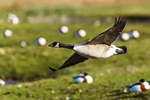 Waterland Prints: Canada Goose, Branta canadensis, bird in flight over winter marshes