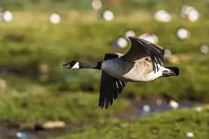 Waterland Prints: Canada Goose, Branta canadensis, bird in flight over winter marshes