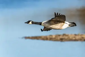 Waterland Prints: Canada Goose, Branta canadensis, bird in flight over winter marshes