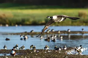 Waterland Prints: Canada Goose, Branta canadensis, bird in flight over winter marshes
