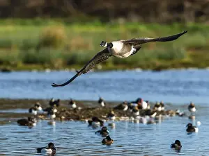 Waterland Prints: Canada Goose, Branta canadensis, bird in flight over winter marshes