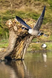 Waterland Prints: Canada Goose, Branta canadensis, bird in flight over winter marshes
