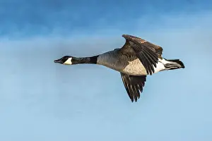Waterland Prints: Canada Goose, Branta canadensis, bird in flight over winter marshes