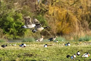 Waterland Prints: Canada Goose, Branta canadensis, birds in flight over winter marshes