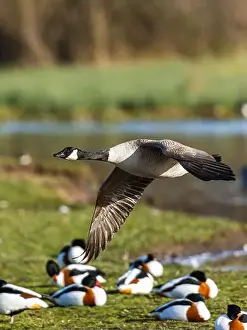 Waterland Prints: Canada Goose, Branta canadensis, bird in flight over winter marshes