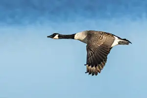 Waterland Prints: Canada Goose, Branta canadensis, bird in flight over winter marshes