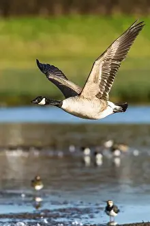 Waterland Prints: Canada Goose, Branta canadensis, bird in flight over winter marshes
