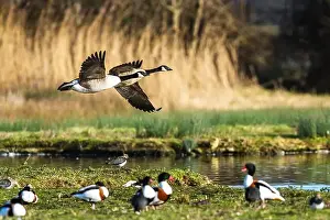 Waterland Prints: Canada Goose, Branta canadensis, birds in flight over winter marshes