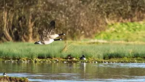 Waterland Prints: Canada Goose, Branta canadensis, birds in flight over winter marshes